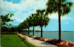 Florida Jacksonville Palms Along The Shore Of St John's River - Jacksonville