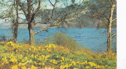 Wordsworths Daffodils, Ullswater,  Lake District  - Used Postcard - Stamped - UK10 - Windermere