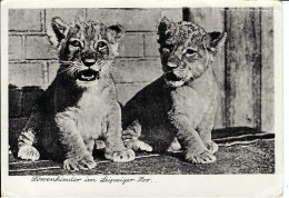 Zoo Leipzig, Löwenkinder, DDR-Karte, Nicht Gelaufen - Lions