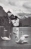 SUISSE - Lac Léman - Chateau De Chillon Et Les Dents Du Midi - Cygne - Carte Postale Ancienne - Otros & Sin Clasificación