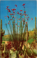 Cactus Ocotilla In Bloom - Cactus