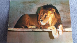 CPSM LION D AFRIQUE OCCIDENTALE BIRAMA  ZOO PARC ZOOLOGIQUE DU TERTRE ROUGE 72 LA FLECHE ED ARTAUD - Lions
