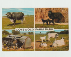 Cotswold Farm Park, Gloucestershire, Multiview  - Unused Postcard - UK20 - Cheltenham