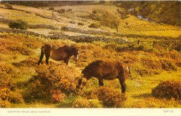 England Dartmoor Ponies Above Dartmeet - Dartmoor