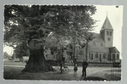 ***  ZOERSEL Bij WESTMALLE  ***  -  De Lindenboom En De Kerk   -    Zie / Voir Scan's - Zörsel