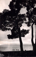 FRANCE - 06 - ANTIBES - Juan Les Pins - Contre Jour Sur La Pinède - Carte Postale Ancienne - Juan-les-Pins