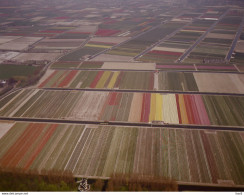 Lisse Bollenvelden Luchtfoto LF97 - Lisse