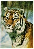 Siberian Amur Tiger, Unused Postcard 1988 Publisher Planeta, Moscow Soviet Russia USSR - Tigres