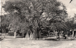 MADAGASCAR,MADAGASIKARA,MALGACHE,sud équateur,MAJUNGA,BAOBAB - Madagascar