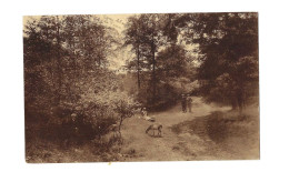 Comblain-la-Tour. Un Coin Du Bois.Expédié à Watermael - Hamoir