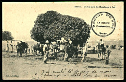 A64  MAROC CPA  RABAT - L' ARBRE SACRÉ DES MUSULMANS A SALÉ - Colecciones Y Lotes