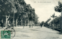 81 - ALBI - Une Allée Du Jardin National. - Albi