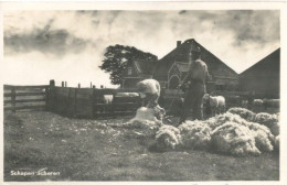 Texel, Schapen Scheren - Texel