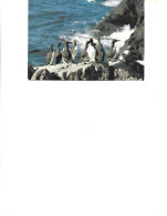 Russia -  Postal Stationery Postcard  1987- Sakhalin Island - Guillemots     2/scans - Stamped Stationery