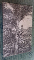 India Ceylon Native Drawing Toddy, Palm Tree (récolte Vin De Palme) The Phototype Company Bombay - Indien