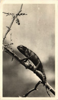 PC SIERRA LEONE, CAMÉLÉON, Vintage Postcard (b48571) - Sierra Leone