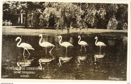 Rhenen Ouwehands Dierenpark Flamingo's 1452 - Rhenen