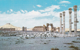 Syria Syrie - Palmyra - Syrie