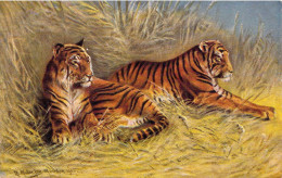 ANIMAUX - TIGRES - Deux Tigres Allongés Dans L'herbe - Carte Postale Ancienne - Tigri