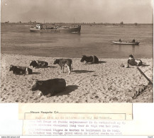 Zaltbommel Vissers Koeien Waal Persfoto 1951KE4433 - Zaltbommel