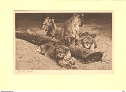 Leeuwen In Afrika RY40720 - Lions