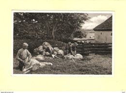 Texel Schapenscheren Bij Boerderij 1938 RY40488 - Texel