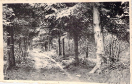 CPA - BELGIQUE - OIGNIES EN THIERACHE - L'Allée De Risque Tout - CARTE POSTALE ANCIENNE - Viroinval