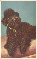 CPA - Portrait De Caniche Noir - Chien - CARTE POSTALE ANCIENNE - Dogs