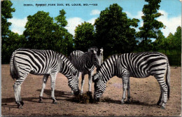 Zebras Forest Park Zoo St Louis Missouri 1942 - Zebras