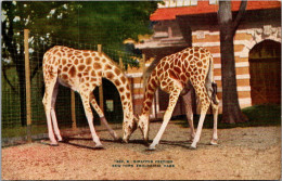 Giraffes Feeding New York Zoological Park New York City - Girafes