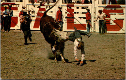 Canada Calgary Junior Bull Riding The Calgary Stampede - Calgary