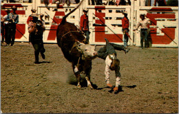 Canada Calgary Brahma Bull Riding The Calgary Stampede - Calgary