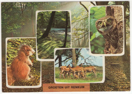 Groeten Uit Renkum - (Gelderland, Nederland/Holland) - 1974 - Uil, Eekhoorn, Herten, Natuur - Renkum