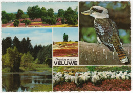 Groeten Uit Lunteren - Groeten Van De Veluwe - (Gelderland, Nederland/Holland) - IJsvogel / Kookaburra - Ede