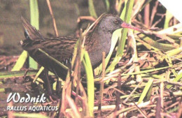 Poland:Used Phonecard, Telekomunikacja Polska S.A., 25 Units, Bird, Rallus Aquaticus - Otros & Sin Clasificación