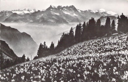 SUISSE - Champs De Narcisses Et Dents Du Midi - Carte Postale Ancienne - Cham