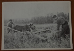 Carte Postale - Belgique - Moisson Des Trévires à Dampicourt - 1961 - Pas Circulé - Rouvroy