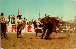 Canada Calgary Stampede Bucking Horse Contest - Calgary