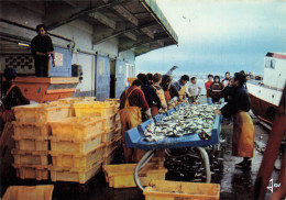 Lorient * Le Tri Du Poisson Au Port De Pêche * Pêcheurs - Lorient