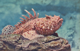 MONACO(AQUARIUM) POISSON - Museo Oceanográfico