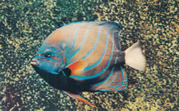 MONACO(AQUARIUM) POISSON - Ozeanographisches Museum