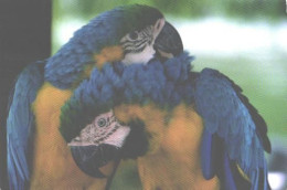 Pocket Calendar, Birds, Parrots, 2007 - Petit Format : 2001-...