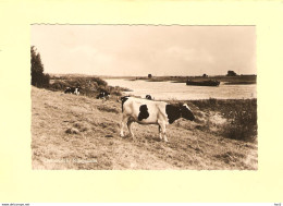 Oosterbeek Koeien Bij De Rijn RY41862 - Oosterbeek