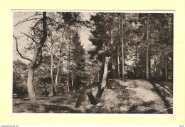 Doorn Bos Landschap RY5355 - Doorn