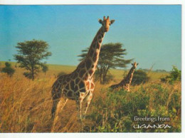 Uganda's Giraffe (Giraffe Conservation Foundation), Edition Wildlife  Friends.  Unused Postcard - Girafes