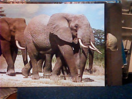 KENIA ELEFANTI ELEPHANTS  N1990 JM1212 - Kenya