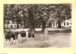 Nunspeet De Grote Bunte, Koeien RY26677 - Nunspeet