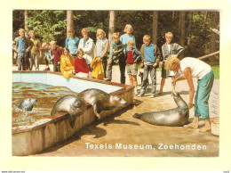 Texel Museum Zeehonden RY23706 - Texel