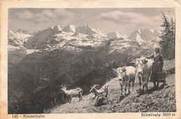 Niesenbahn Blümlisalp Niesen Frutigen Thunersee Thun Bergère Vaches Chèvres Schäferin Kühe Ziegen 1919 - Frutigen