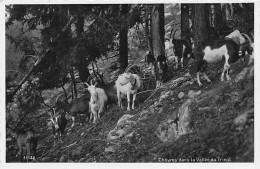 Chèvres Dans La Vallée Du Trient Finhaut - Finhaut